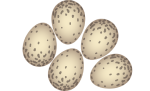 eieren-5