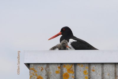 Op pad met Vroege Vogels