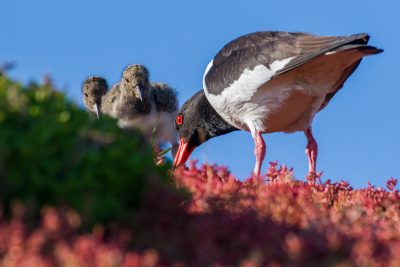 Scholekster podcast Vroege Vogels